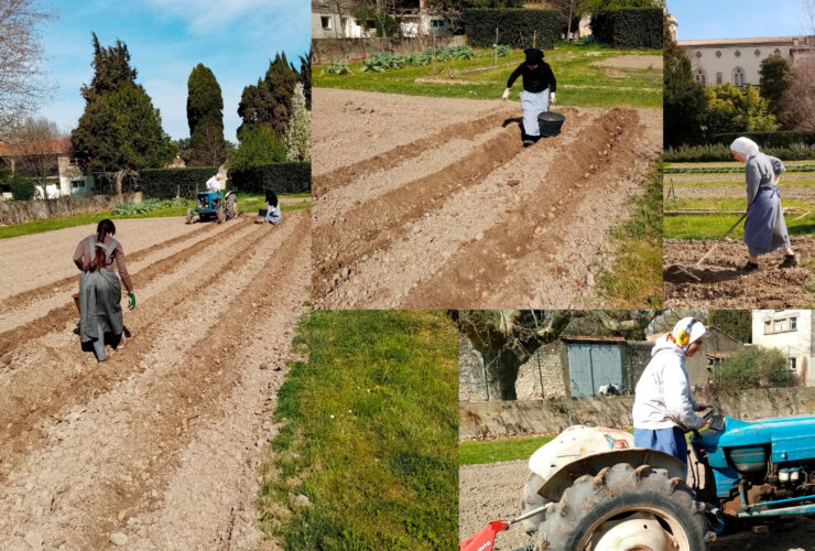 Les pommes de terre de Saint Joseph !