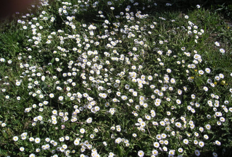 Bénédiction du jardin