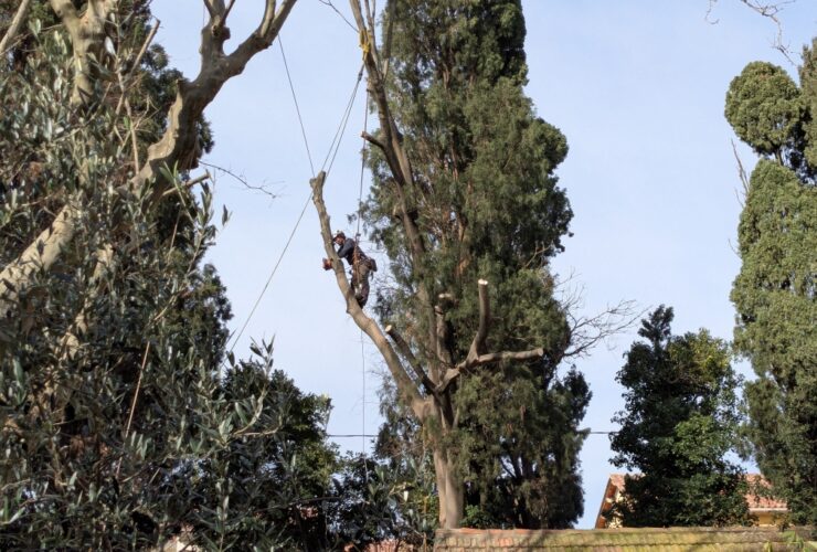 Grand ménage arboricole !